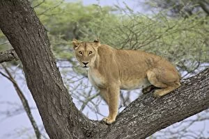 Images Dated 29th January 2005: Female lion (lioness) (Panthera leo) up a tree, Serengeti National Park