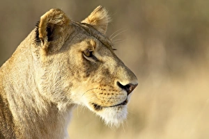 Images Dated 20th October 2006: Female lion (Panthera leo)