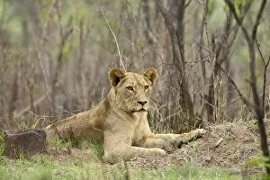 Female lion (Panthera leo)