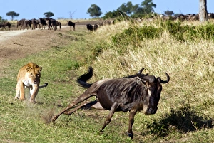 Fast Prints: Female lion (Panthera leo) hunting wildebeest, Masai Mara National Reserve