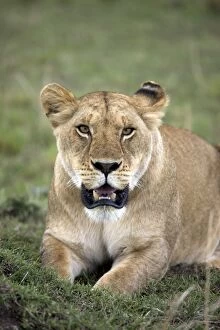 Female lion (Panthera leo), Mas ai Mara National Res erve, Kenya, Eas t Africa, Africa