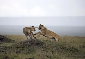 Female lion (Panthera leo), Masai Mara National Reserve, Kenya, East Africa, Africa