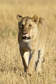 Images Dated 16th October 2006: Female lion (Panthera leo) walking through dry grass