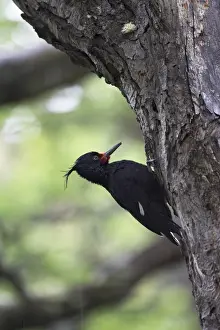 Bark Prints: Female Magellanic woodpecker (Campephilus magellanicus), Torres del Paine National Park