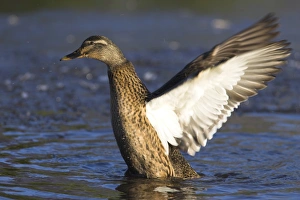 Lancashire Prints: Female mallard (Anas platyrhynchos), stretching wings at Martin Mere Wildfowl