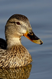 Images Dated 25th March 2008: Female Mallard (Anas platyrhynchos) swimming, Sterne Park, Littleton, Colorado