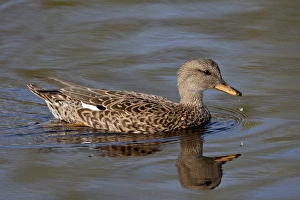Female mallard (Anas platyrhynchos) swimming, Sweetwater Wetlands, Tucson