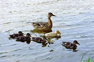 Feathered Prints: Female mallard and ducklings on the edge of Lusiai Lake at Paluse