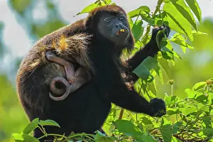 Rica Prints: Female mantled howler monkey (Alouatta palliata) with clinging infant eating flower