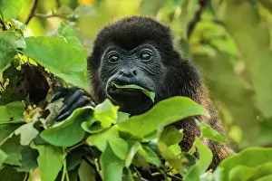 Rica Prints: Female mantled howler monkey (Alouatta palliata) eating tree leaves in a north Pacific coast forest