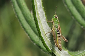 Green Colour Prints: Female Meadow grasshopper (Chorthippus parallelus), Wiltshire, England