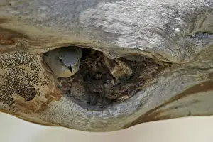 Female mountain bluebird (Sialia currucoides) about to exit the nest, Yellowstone National Park, Wyoming, United States of America, North America