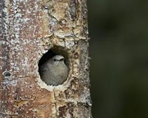 Female Mountain Bluebird (Sialia currucoides) at the nest, Yellowstone National Park, Wyoming, United States of America, North America