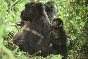 Female Mountain Gorillas (Gorilla g. beringei) with infant, Virunga Volcanoes
