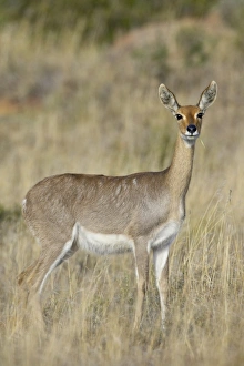 Images Dated 10th November 2006: Female mountain reedbuck (Redunca fulvorufula), Mountain Zebra National Park