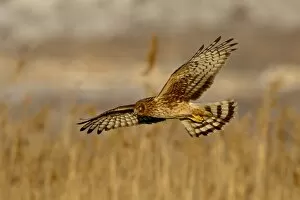 Images Dated 19th February 2009: Female northern harrier (Circus cyaneus) in flight while hunting, Farmington Bay