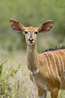 Images Dated 4th November 2006: Female nyala (Tragelaphus angasii)