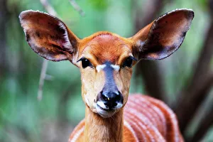 Wild Animals Prints: Female Nyala (Tragelaphus angasii), Mkhaya Game Reserve, Swaziland, Africa