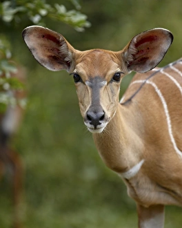 Female nyala (Tragelaphus angasii), Imfolozi Game Reserve, South Africa, Africa