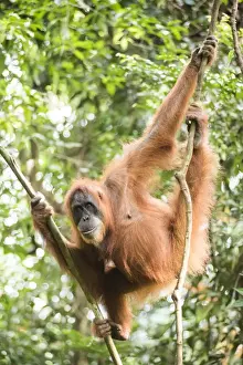 North Sumatra Prints: Female Orangutan (Pongo Abelii) in the rainforest near Bukit Lawang