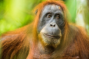 female Orangutan Sumatra (Pongo abelii), Indonesia, Southeast Asia