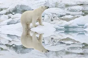 Chuckchi Sea Prints: Female polar bear reflecting in the water (Ursus Maritimus)