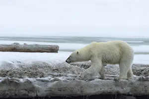 Hinlopen Strait Prints: Female polar bear (Ursus maritimus) on a glacier