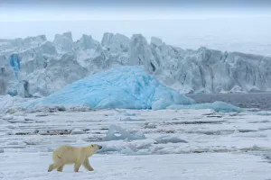 Female polar bear (Ursus maritimus) on pack ice, Bjornsundet, Hinlopen Strait, Spitsbergen Island