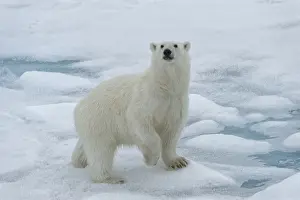 Female Polar bear (Ursus maritimus) walking on pack ice, Svalbard Archipelago, Barents Sea
