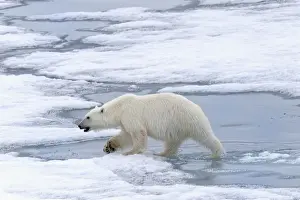 Wild Animals Prints: Female Polar bear (Ursus maritimus) walking on pack ice, Svalbard Archipelago, Barents Sea