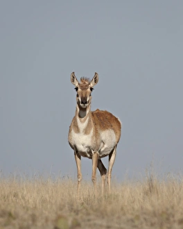 Prong Horn Prints: Female pronghorn (Antilocapra americana)