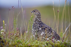Images Dated 29th July 2009: Female ptarmigan (Lagopus mutus) in summer plumage, Iceland, Polar Regions
