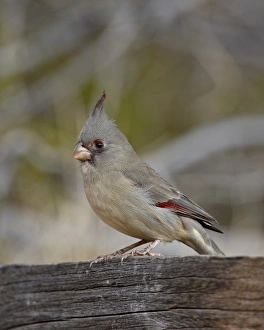 Images Dated 5th December 2009: Female Pyrrhuloxia (Cardinalis sinuatus), Caballo Lake State Park, New Mexico