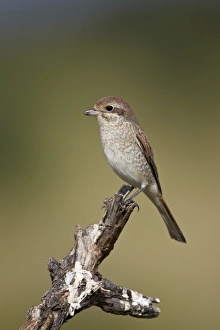 Female Red-Backed Shrike (Lanius collurio), Kruger National Park, South Africa, Africa