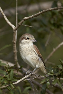 Lanius Collurio Prints: Female Red-Backed Shrike (Lanius collurio), Kruger National Park, South Africa, Africa