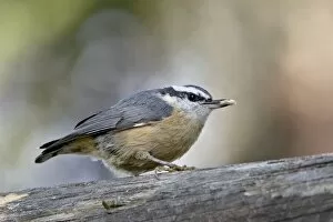 Images Dated 3rd May 2009: Female red-breasted nuthatch (Sitta canadensis), Wasilla, Alaska, United States of America