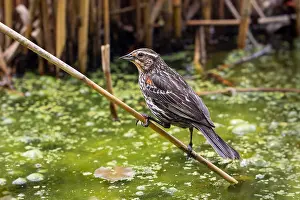 Wetlands Prints: Female Red Winged Blackbird (Agelaius phoeniceus), Bermuda