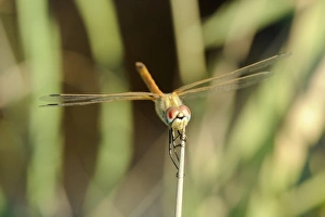Images Dated 28th August 2010: Female red-winged darter dragonfly (Sympetrum fonscolombii) female
