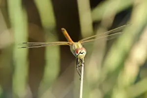Lesbos Prints: Female red-winged darter dragonfly (Sympetrum fonscolombii) female