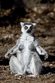 Denver Prints: Female Ring-Tailed Lemur (Lemur catta) sunning herself, in captivity, Denver Zoo