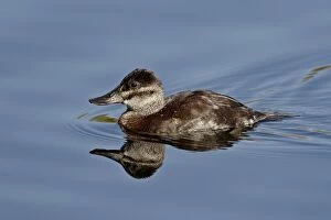 Images Dated 22nd March 2010: Female ruddy duck (Oxyura jamaicensis) swimming, Sweetwater Wetlands, Tucson