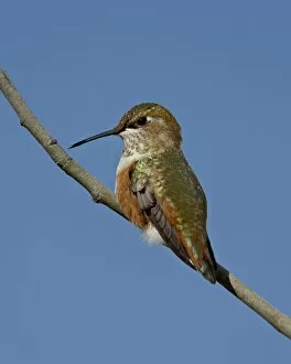 Images Dated 15th August 2010: Female rufous hummingbird (Selasphorus rufus) perched, Routt National Forest