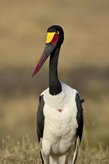 Female saddle-billed stork (Ephippiorhynchus senegalensis)