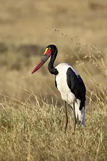 Female, saddle-billed Stork (Ephippiorhynchus senegalensis)