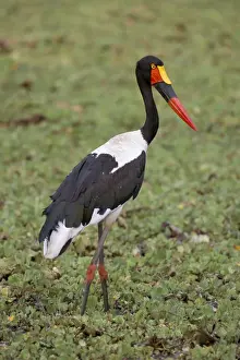 Stork Prints: Female saddlebilled stork (Ephippiorhynchus senegalensis)
