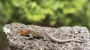 Santa Cruz Island Prints: Female Santa Cruz lava lizard (Microlophus indefatigabilis) on Santa Cruz Island