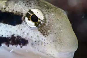 Animal Eye Prints: Female shorthead fangblenny (Petroscirtes breviceps), Philippines, Southeast Asia, Asia