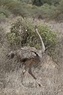 Female Somali ostrich (Struthio molybdophanes), Samburu National Reserve