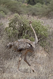 Images Dated 29th September 2007: Female Somali ostrich (Struthio molybdophanes), Samburu National Reserve