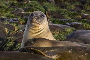 Lying On Front Prints: Female southern elephant seal (Mirounga leonina)